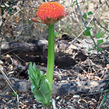 Scadoxus puniceus